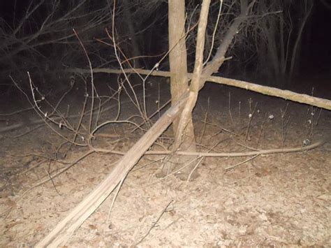 Kentucky Bigfoot Pictures