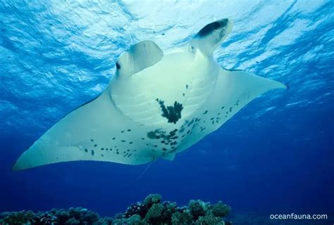 Do Manta Rays Have Paired Fins All About Fins Ocean Fauna