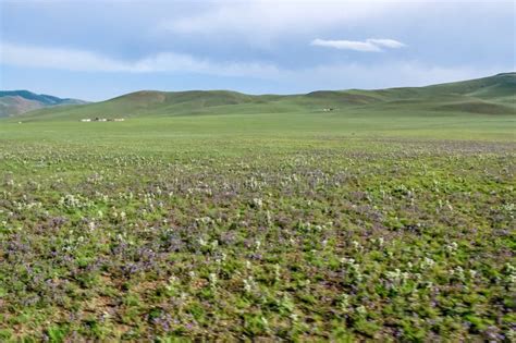 Wild Flowers Growing On Steppe Northern Mongolia Stock Photo Image