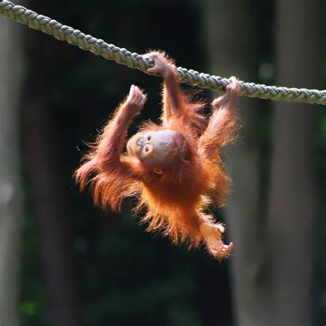 Discovery On Instagram A Little Orangutan Girl Named Niah Shows