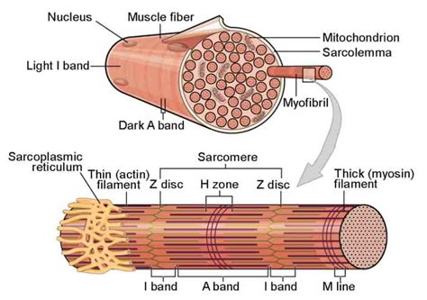 Skeletal Muscle Physiology Structure And Types Of Muscle
