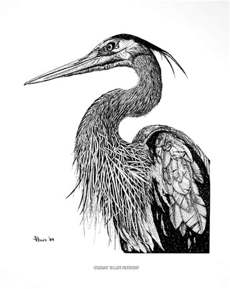 Blue Heron Sketch At Explore Collection Of Blue