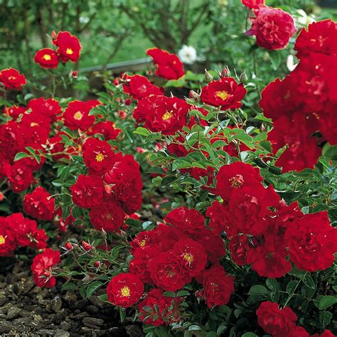 Red Ribbons Groundcover Rose Ground Cover Roses Red Rose Flower