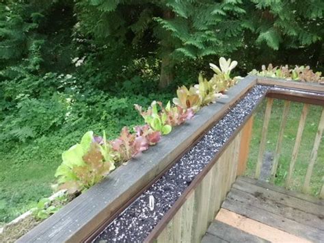13 Vertical Diy Rain Gutter Garden Ideas For Small Spaces Balcony