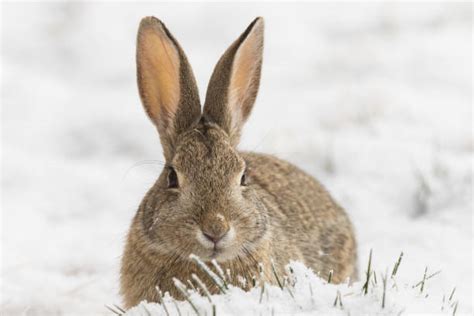 Royalty Free Snow Bunny Pictures Images And Stock Photos Istock