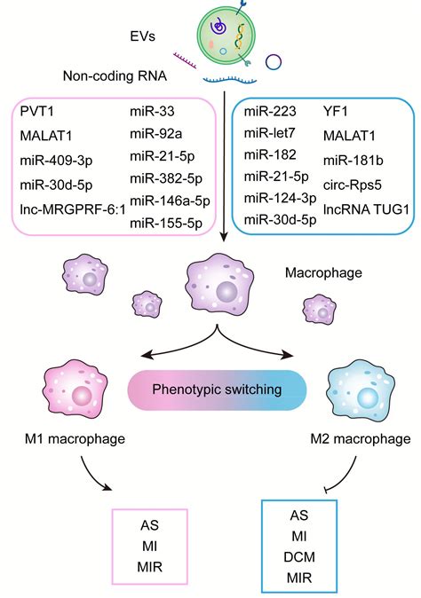 Biology Free Full Text Exosomal Non Coding Rna Mediates Macrophage