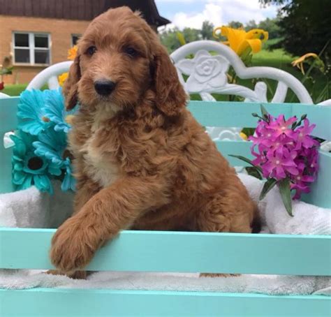 They are a cross between a golden retriever & a poodle. The Puppy Schack, Goldendoodle Breeder in Johnstowm, Ohio