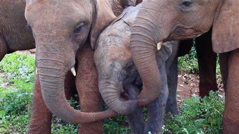 Orphaned Baby Elephant Gets Rescued Youtube