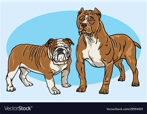 Dogs Cartoon Drawing Set Bulldog Pitbull Vector Image