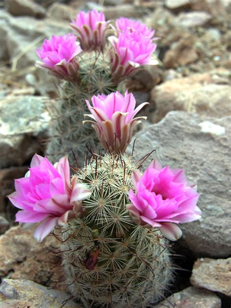The desert can be beautiful, full of all types of plants, animals, buildings, and people to see. Fish-hook Flowers | Fish-hook Cactus, a native plant in ...