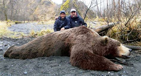 Fall Brown Bear Hunt 2023 Alaska United States