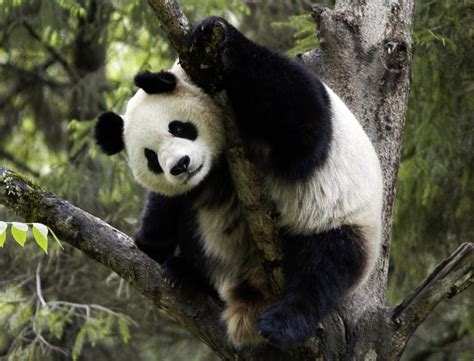 Giant Panda No Longer ‘endangered But Iconic Species Still At Risk Wwf