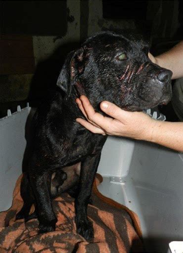Dogs Rescued From Brutal Dog Fighting Ring Pictures