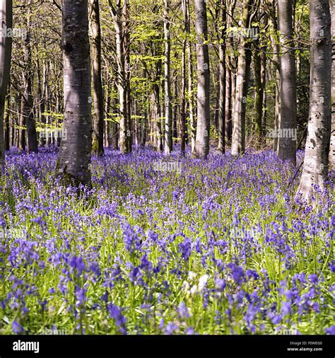 Bluebell Wood Dorset Stock Photo Alamy