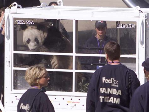 Chinese Pandas Lele And Yaya Suffering At United States Zoo