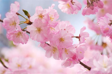 Cherry Blossoms Wallpapers 74 Background Pictures