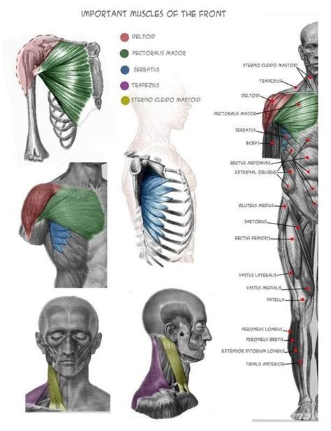 Pin By Ali Hassan Ali Aldraie On Anatomia Humana Arm Anatomy Anatomy