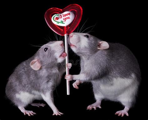 Valentine Rats Two Rats Are Holding A Valentine Lollipop That Says I