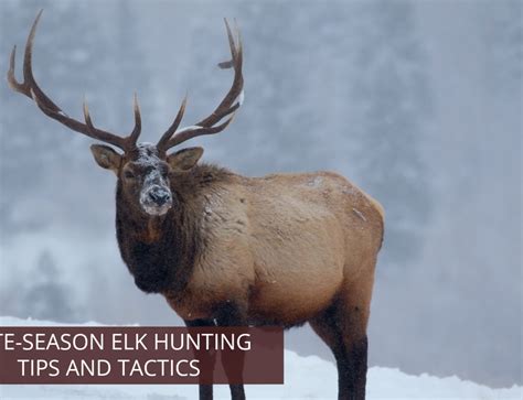 Colorado Elk Hunting Guided Or Diy Soap Mesa Outfitters