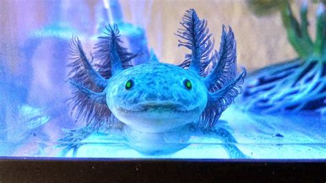 Where Can I Find A Blue Axolotl Rankiing Wiki Facts Films Séries