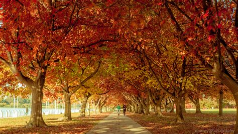 Wallpaper Autumn Trees Red Orange Fall Leaves Yellow Canon
