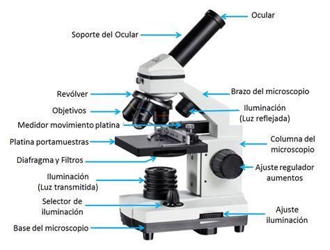 Resultado De Imagen Para Las Partes Del Microscopio Microscopio