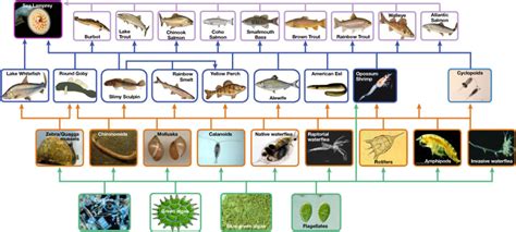 Food Chains And Food Webs Biology For Majors Ii