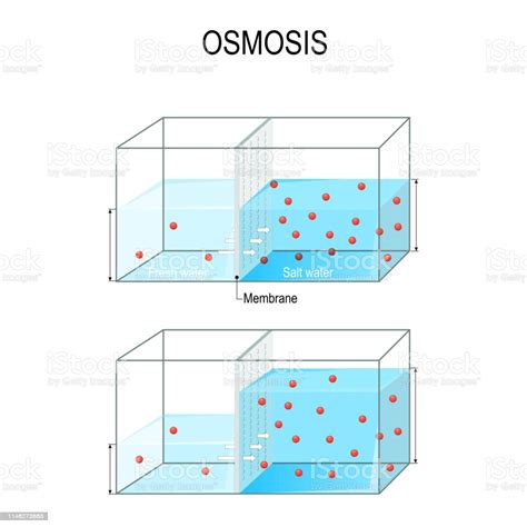 Osmosis is a type of diffusion that, in biology, is usually related to cells. Osmosis For Example Of Two Tanks With Fresh And Salt Water And A Membrane Stock Illustration ...