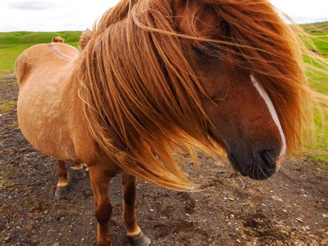 28 Horse Manes We Just Cant Get Enough Of