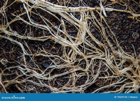 Roots And Soil Stock Photo Image Of Agriculture Earth 79629130