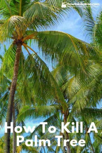 How To Kill The Most Common Trees Pine Palm Oak And More