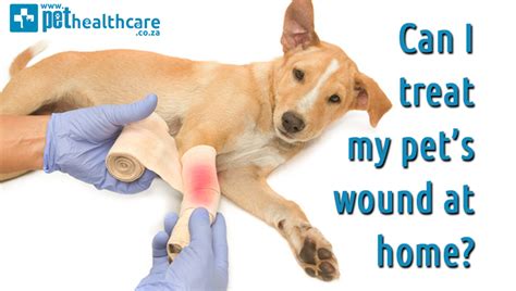 This article has been viewed 54,111 times. Can I treat my pet's wound at home? | pethealthcare.co ...