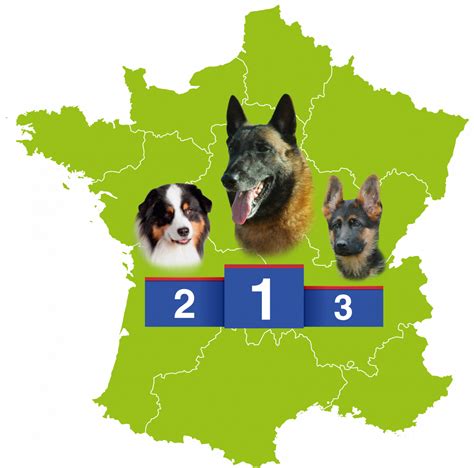 Top Des Races De Chiens Pr F R Es Des Fran Ais En