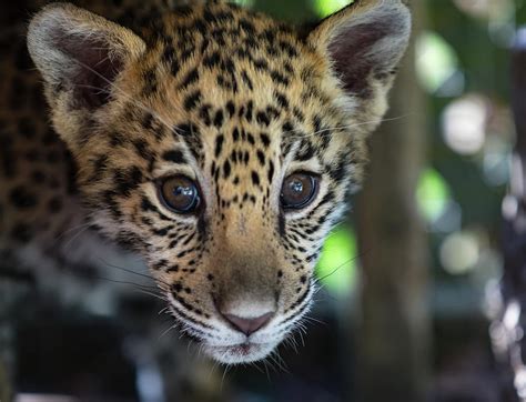 Animal Jaguar Cub Close Up Photograph By Cj Park Fine Art America