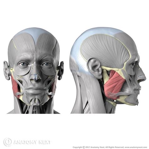 Masseter Encyclopedia Anatomyapp Learn Anatomy 3d Models