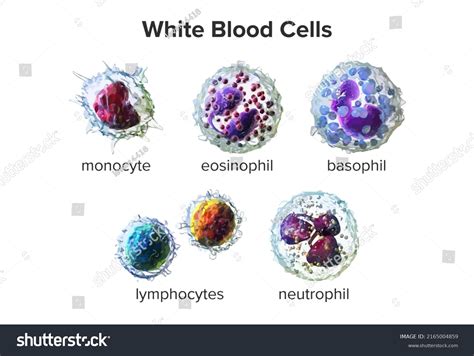 Diagram White Blood Cells Stock Illustration 2165004859 Shutterstock