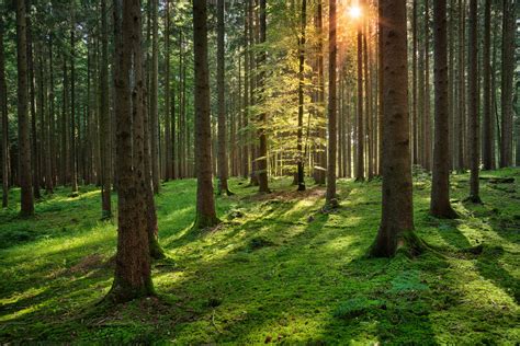Forest Sunrise Free Photo Download Freeimages