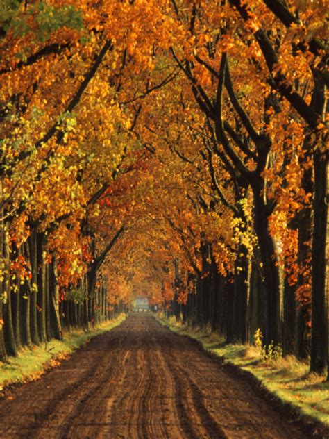 Free Download Backgrounds Holl Autumn Tree Background Lined Wallpapers