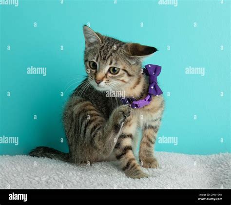Brown Tabby Kitten Cat Wearing Purple Bow Tie Scratching Funny Face