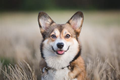 Pembroke Welsh Corgi Facts 8 Things To Know About This Herding Breed