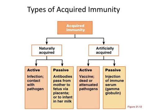 Immunity is defined as the body's ability to protect itself from an infectious disease. Medical Technology 267 > Lehman > Flashcards > PPT 12 ...