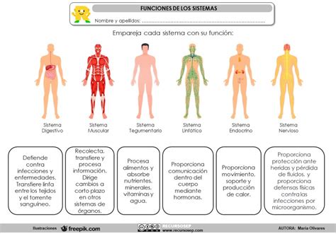 Funciones De Los Sistemas Del Cuerpo Humano