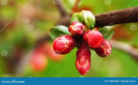 Spring, Rebirth of Life, Nature Awakening Stock Photo - Image of autumn