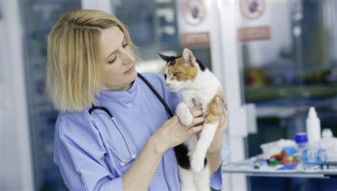 Eosinophilic Granuloma Complex In Cats Symptoms Causes And Treatments