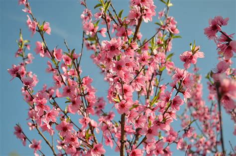 Free Photo Bloom Peach Living Nature Flowering Tree Peach Blossoms