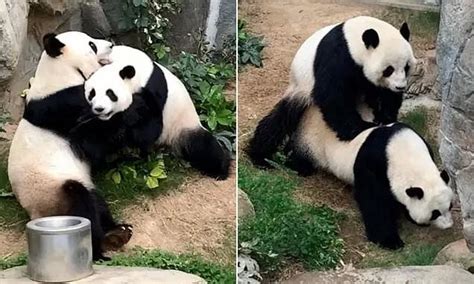 Pandas Mate For The First Time During Lockdown At A Zoo In Hong Kong