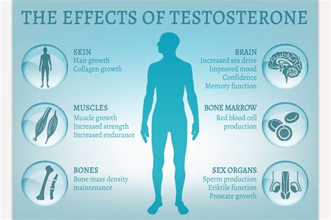 Testosterone Effects Infographics ~ Illustrations ~ Creative Market