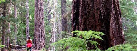 Mother Nature Umpqua National Forest Oregon