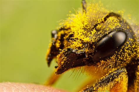 Incredible Close Up Macro Photography Of Insects By Dalentech