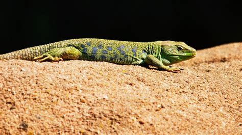 Lizard Tail May Hold Key To Regrowing Human Organs